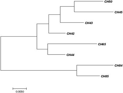 Cronobacter sakazakii and Microbiological Parameters in Dairy Formulas Associated With a Food Alert in Chile